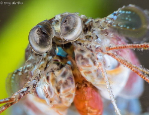 Tiny Mantis Shrimp shot with +10 and +5 Subsee diopters s... by Tony Cherbas 